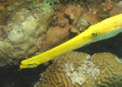 Colorul trumpetfish, Curacao by Jon Doud 
